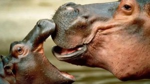 Día Internacional del Hipopótamo: cuatro datos que no conoces sobre uno de los animales más grandes del mundo