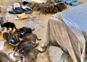 Dramático hallazgo en Nueva York: Descubren a pareja muerta rodeada por 150 gatos dentro de una casa