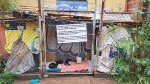 Alarma entre proteccionistas de animales ante ola de envenenamiento de gatos y perros en Táchira