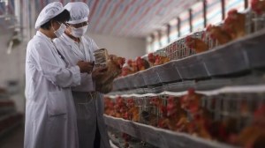 Ante el brote global de gripe aviar, ¿cuál es el rol de la vacunación animal?