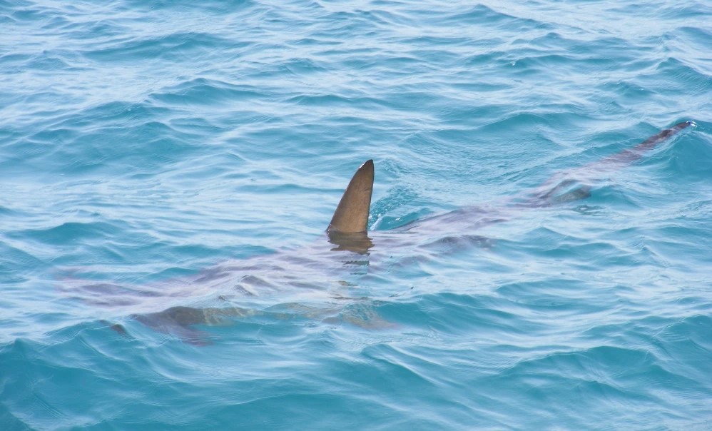 Turista murió tras ser brutalmente atacado por un tiburón en Nueva Caledonia