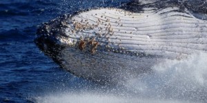 Misterios del mar: revelan por qué las ballenas jorobadas están cantando menos para buscar pareja
