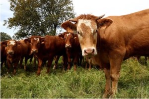 Qué es la enfermedad de la vaca loca y cómo puede afectar a los humanos