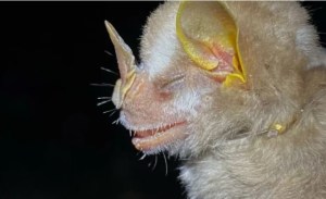 Descubren nueva especie de murciélago en un parque natural en Cali
