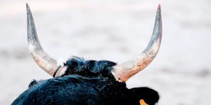 Sin un ojo y al borde de la muerte, permanece joven corneado por un toro en Colombia