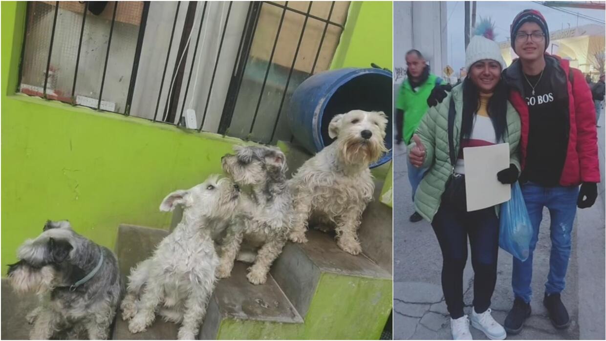 “Atravesar barro y ver muertos”: Venezolana cruzó la selva del Darién con sus cuatro perros para llegar a EEUU