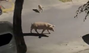 Par de cerdos fueron vistos dando un paseo nocturno en urbanización de Las Mercedes (Video)