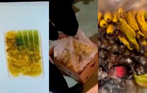 Encuentran en España más de 600 kilos de cocaína escondidos en cargamento de plátanos procedentes de Sudamérica