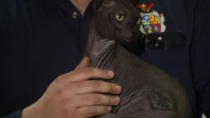 Tatuado y enfermo: el drama del gato “preso” con unos narcos que vale más de dos mil dólares