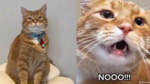 El gato estrella de TikTok: se volvió famoso por los extraños maullidos que usa para comunicarse con su dueña (VIDEO)