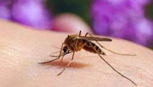 Acabar con la malaria editando el ADN de un mosquito, la propuesta de un científico africano