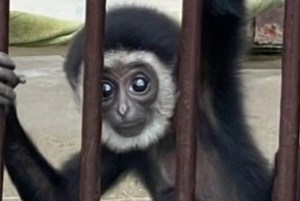 Resuelven el misterio en un zoológico de una mona que quedó embarazada viviendo sola durante años