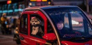 Nueva ley en Florida podría prohibir que los perros puedan sacar la cabeza por las ventanillas de los carros