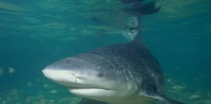 Perro se arrojó al mar, enfrentó a un tiburón y fue filmado por turistas (VIDEO)