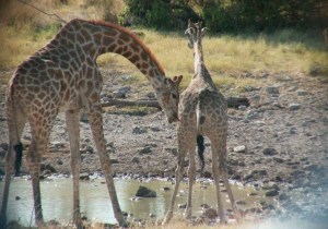 La extraña vida de las jirafas: beben orina antes del sexo, desfilan ante sus muertos y se comen sus propios huesos