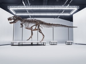 Por tercera vez en la historia, subastarán el esqueleto de un tiranosaurio rex (FOTOS)