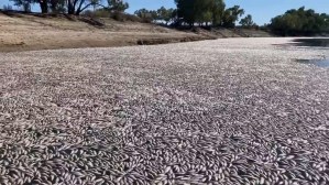 Ola de calor en Australia mató a millones de peces y ahora bloquean el paso en el río Darling (Imágenes)