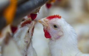 Chile pide extremar precauciones en la avicultura para frenar la gripe aviar