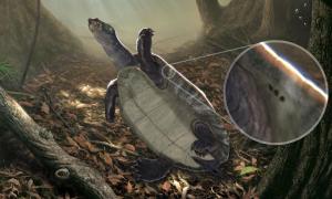 Hallan en Colombia el fósil más antiguo de tortugas acuáticas de Suramérica