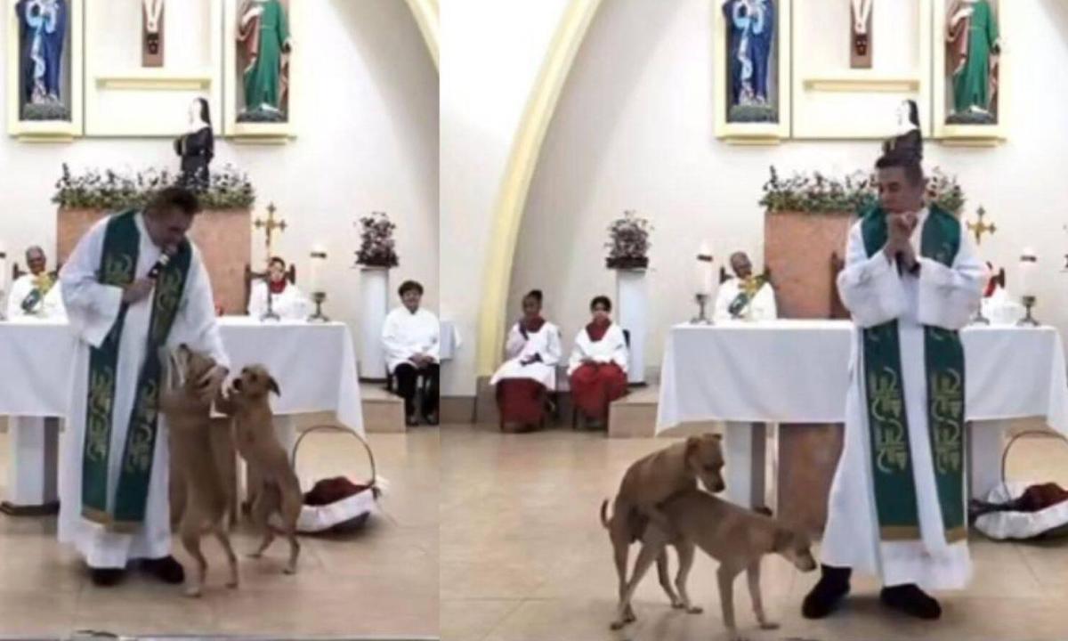 VIRAL: Perritos “cariñositos” irrumpen en una misa para hacer el “sabrosito”… y al cura casi le da un “patatús” (VIDEO)