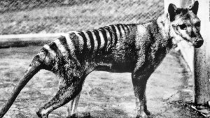 El extinto tigre de Tasmania podría haber sobrevivido hasta los años 70, según estudio