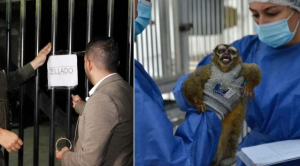 El drama de más de cien monos liberados de la crueldad de un laboratorio en Colombia
