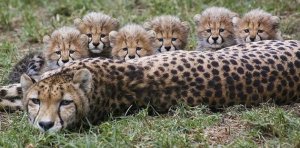 Nacen cuatro guepardos en la India, tras décadas de extinción de la especie en el país