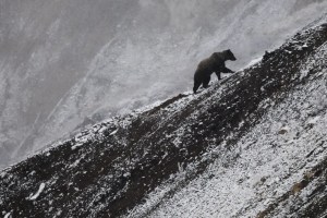 Oso de 130 kilos es el primer grizzly en salir de la hibernación en el Parque Nacional de Yellowstone