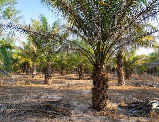 ¿Por qué los productores de palma aceitera están al borde de la quiebra en Zulia?