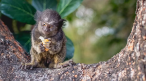 Las cinco curiosidades del Mono tití, el primate más pequeño del mundo