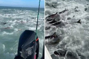 El frenético ataque de un cardumen de tiburones para alimentarse de otros peces en aguas de Luisiana (VIDEO)