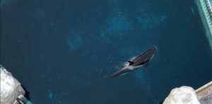 Murió Kiska, la orca más triste y torturada del mundo