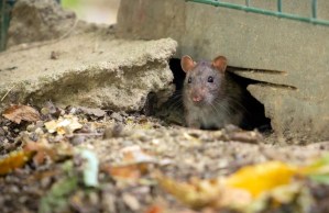 Un nuevo estudio advirtió que las ratas de la ciudad de Nueva York pueden portar variantes de Covid-19