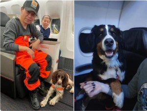 Se ganaron su puesto: perritos vuelven a casa en primera clase tras rescatar a cientos de personas en el terremoto en Turquía (FOTOS)