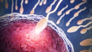 Avances científicos: nueva técnica permite seleccionar espermatozoides para elegir el sexo del bebé