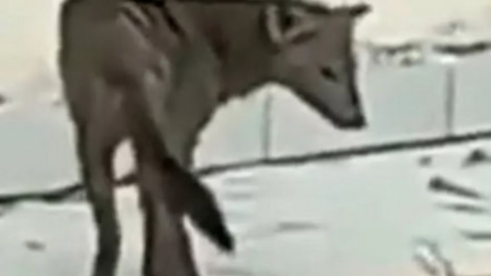 Captan en Bolivia a un “perro fantasma”, extraño animal que ladra, brinca y tiene patas de pato (VIDEO)