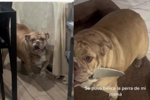 VIDEO: Estadounidenses pusieron a su bulldog inglés a dieta y la mascota se vengó de una manera increíble