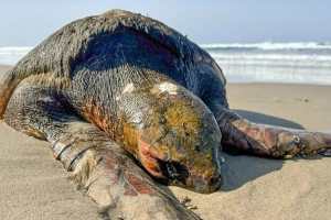 Tortuga muerta en las costas de Oregón generó conmoción por lo que había arrastrado hasta la orilla