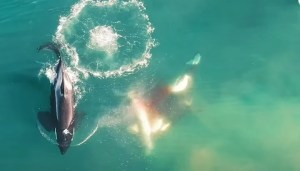 VIDEO: Grabaron a tres orcas devorándole el hígado de 50 kilos a un tiburón blanco