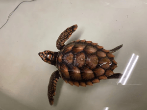 La tortuga bebé que estuvo meses a la deriva y nadó seis mil kilómetros para salvarse