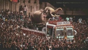 Polémica decisión: Elefante mató a 13 personas y podrá desfilar ante una multitud