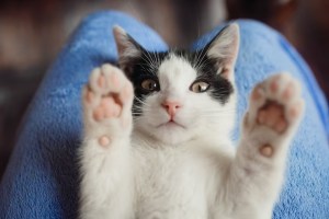 Cuál es la mejor forma de acariciar a un gato para que no muerda, según la ciencia