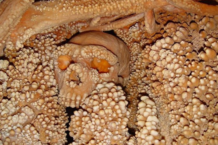 Reconstruyen el cráneo del “hombre de Altamura”, un neandertal de hace 150 mil años