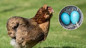 La historia de la sorprendente gallina que pone huevos azules