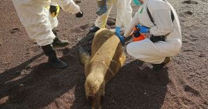 Más de tres mil lobos marinos muertos en Perú desde noviembre por presunta gripe aviar