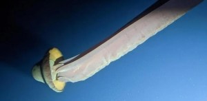 Extraña criatura: filmaron a una medusa fantasma gigante (VIDEO)