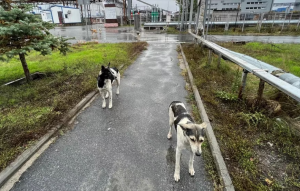 Los perros de Chernóbil podrían ser genéticamente distintos por la radiación