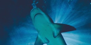 Gran tiburón blanco de 680 kilos nada actualmente cerca de las costas de Carolina del Norte