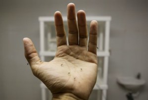 Cómo será la fabrica más grande del mundo que creará nuevos insectos para salvar a Brasil de nuevas enfermedades