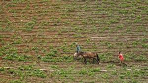 Al menos 200 ocupaciones ilegales en tierras agrarias se han registrado en Venezuela, según ONG